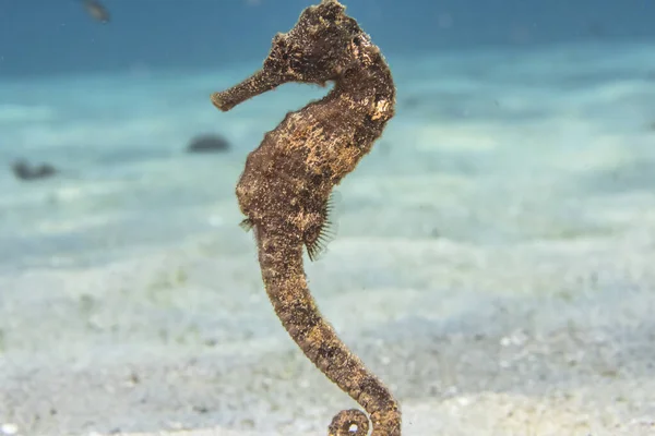Paysage Marin Avec Hippocampe Dans Récif Corallien Mer Des Caraïbes — Photo