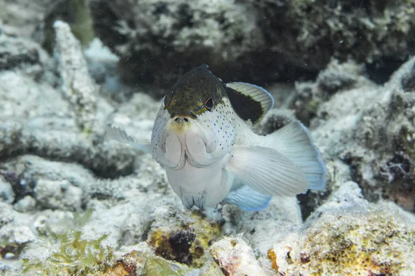 Fisk Som Simmar Korallrev Karibiska Havet Curacao — Stockfoto