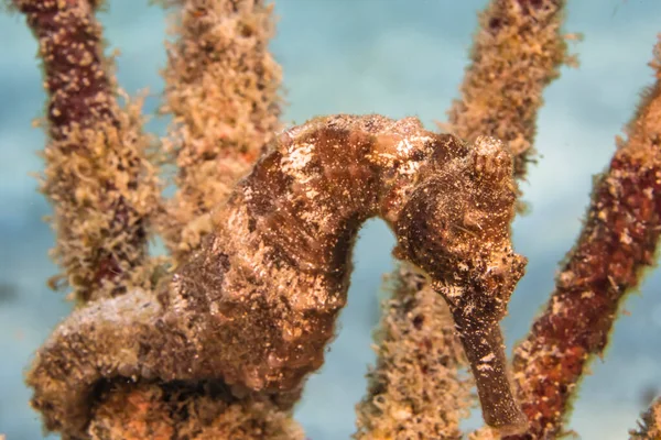 Seascape Seahorse Coral Reef Caribbean Sea Curacao — Stock fotografie