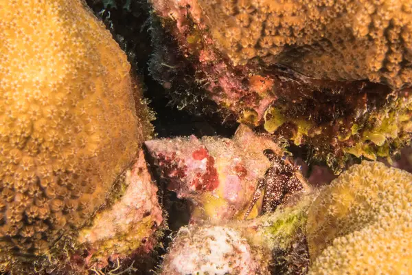 Paisaje Marino Con Varios Peces Arrecife Coral Del Mar Caribe — Foto de Stock
