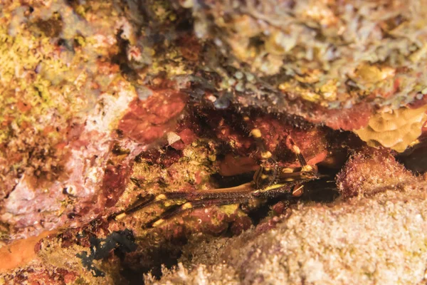 Tengerfenék Különböző Halakkal Karib Tenger Korallzátonyán Curacao — Stock Fotó