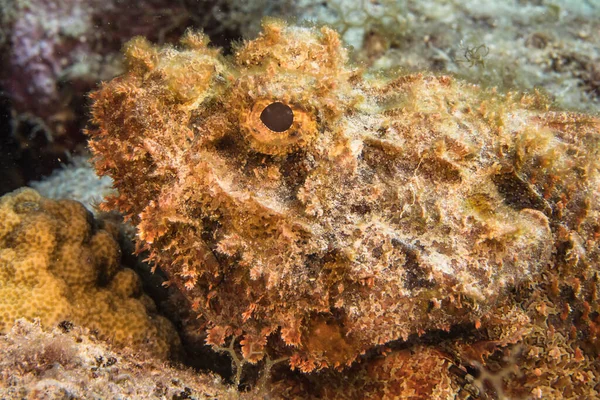 Meereslandschaft Mit Verschiedenen Fischen Korallenriff Der Karibik Curacao — Stockfoto
