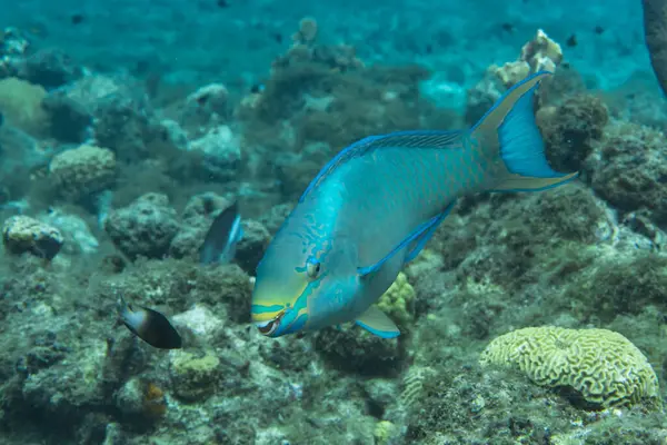 Риба Плаває Кораловому Рифі Карибського Моря Кюрасао — стокове фото