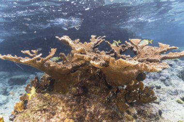 Karayip Denizi 'nin mercan kayalıklarında yaşam olan deniz manzarası, Curacao