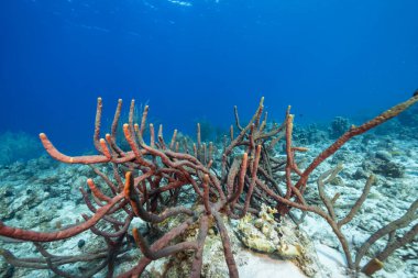 Karayip Denizi 'nin mercan kayalıklarında yaşam olan deniz manzarası, Curacao