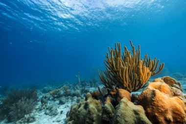 Karayip Denizi 'nin mercan kayalıklarında yaşam olan deniz manzarası, Curacao