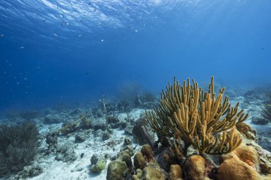 Karayip Denizi 'nin mercan kayalıklarında yaşam olan deniz manzarası, Curacao