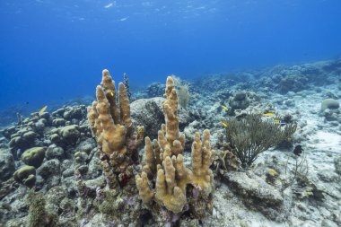 Karayip Denizi 'nin mercan kayalıklarında yaşam olan deniz manzarası, Curacao