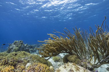Karayip Denizi 'nin mercan kayalıklarında yaşam olan deniz manzarası, Curacao