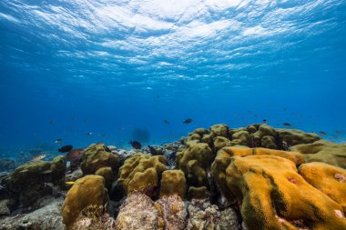 Karayip Denizi 'nin mercan kayalıklarında yaşam olan deniz manzarası, Curacao