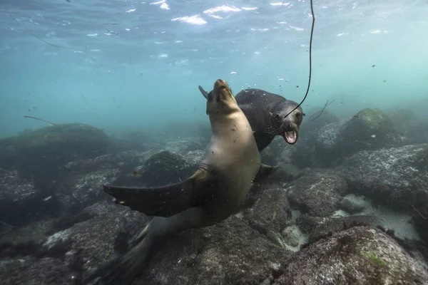 seals swimming, marine life in the sea. underwater scene.