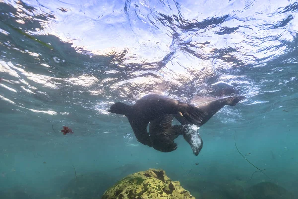 Focas Nadando Vida Marinha Mar Cena Subaquática — Fotografia de Stock