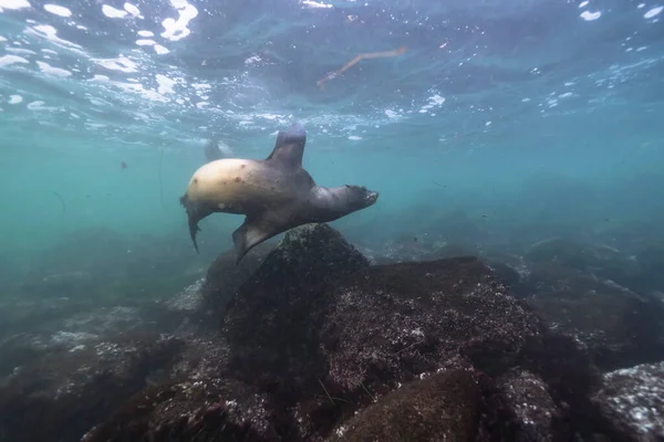 seal swimming, marine life in the sea. underwater scene.