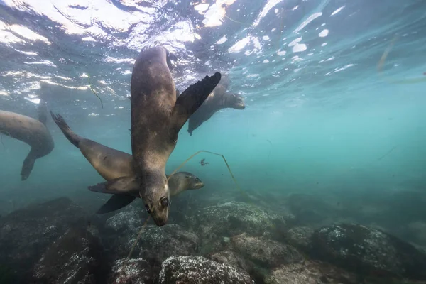 seals swimming, marine life in the sea. underwater scene.