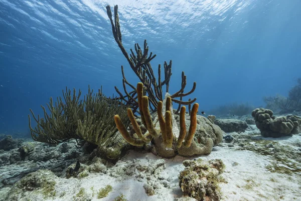 Przylądek Morski Życiem Rafie Koralowej Morza Karaibskiego Curacao — Zdjęcie stockowe