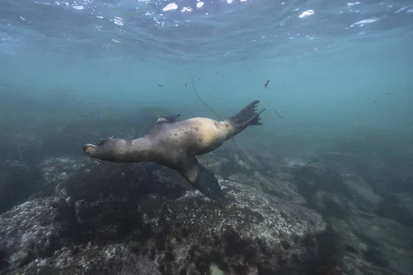 Плавание Тюленей Морская Жизнь Море Подводная Сцена — стоковое фото
