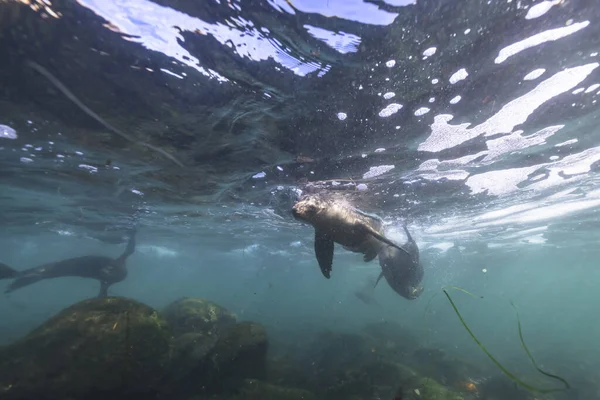 Plavání Tuleňů Mořský Život Moři Podvodní Scéna — Stock fotografie