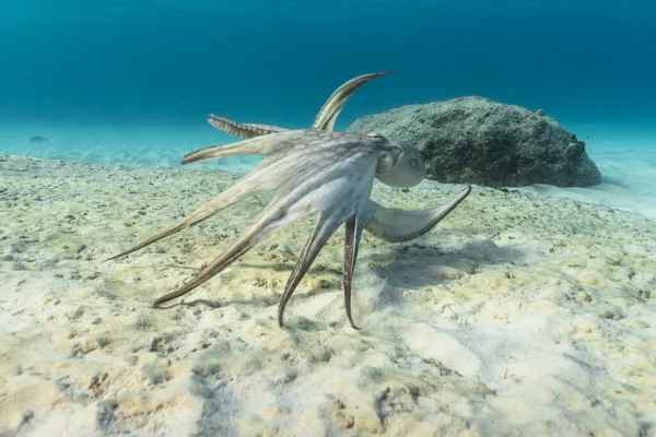 加勒比海中的章鱼 — 图库照片