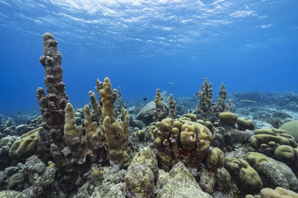Seascape Life Coral Reef Caribbean Sea Curacao — Stock Photo, Image