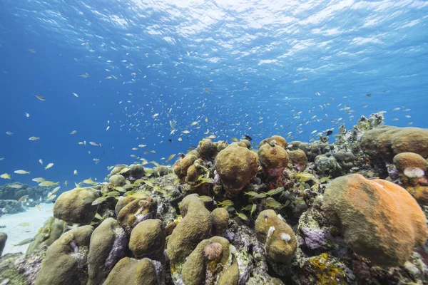 Морський Пейзаж Життям Кораловому Рифі Карибського Моря Кюрасао — стокове фото