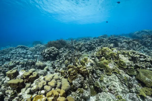 拥有加勒比海珊瑚礁生命的海景 库拉索岛 — 图库照片