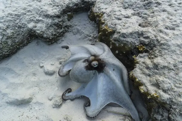 加勒比海中的章鱼 — 图库照片