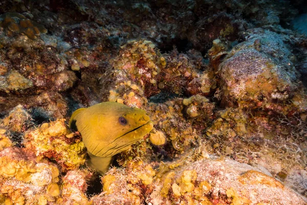 Seelandschaft Mit Leben Korallenriff Der Karibik Curacao — Stockfoto
