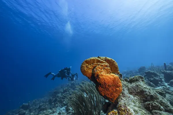 Immersioni Subacquee Femminili Nella Barriera Corallina Del Mar Dei Caraibi — Foto Stock