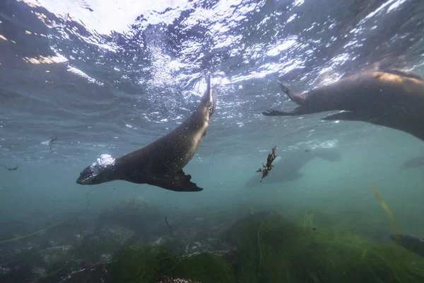 Seals Swimming Marine Life Sea Underwater Scene — Stock Photo, Image