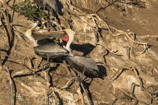 Pelikaner Den Naturliga Livsmiljön — Stockfoto