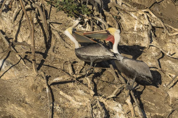Doğal Yaşam Alanındaki Pelikanlar — Stok fotoğraf