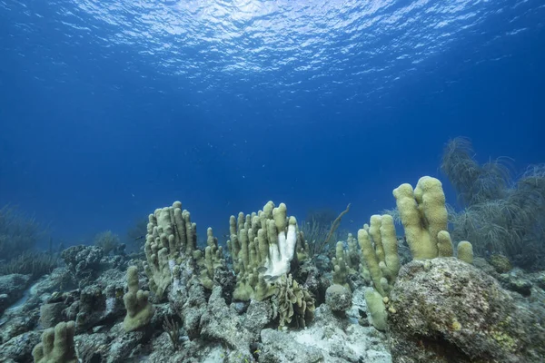 Karayip Denizi 'nin mercan kayalıklarında yaşam olan deniz manzarası, Curacao