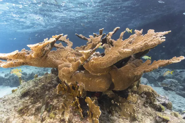 Paisaje Marino Con Vida Arrecife Coral Del Mar Caribe Curazao —  Fotos de Stock