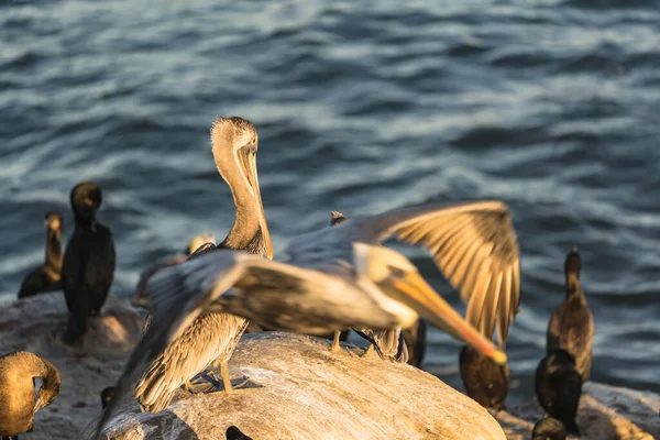Wielkie Białe Pelikany Skałach Pobliżu Wody — Zdjęcie stockowe