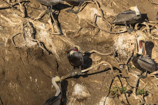 Doğal Yaşam Alanındaki Pelikanlar — Stok fotoğraf
