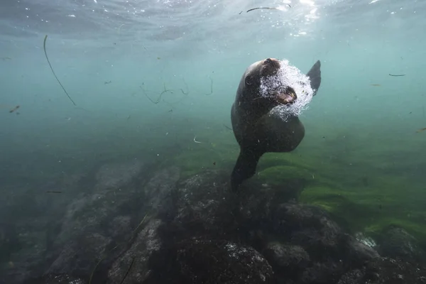 Тюлень Плавання Морське Життя Морі Підводна Сцена — стокове фото