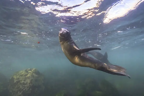 Seals Swimming Marine Life Sea Underwater Scene — Stock Photo, Image