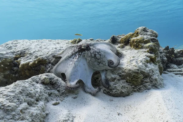 Ośmiornica Morska Morzu Karaibskim — Zdjęcie stockowe