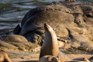 Deniz aslanları deniz kenarında
