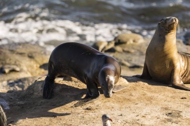Deniz kıyısında iki deniz aslanı