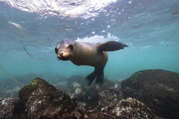 seal swimming, marine life in the sea. underwater scene.
