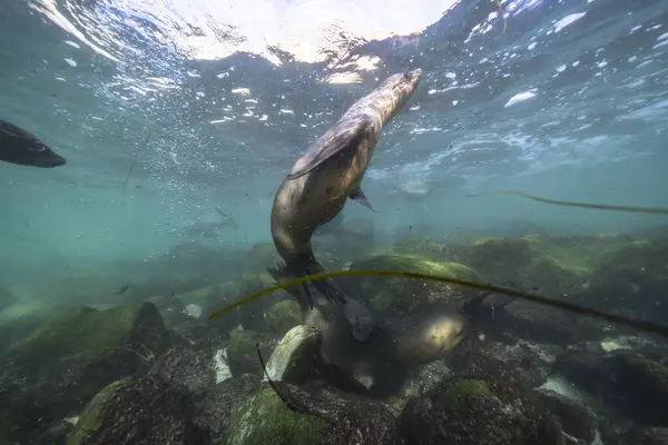 Seal Swimming Marine Life Sea Underwater Scene — Stock Photo, Image