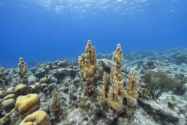 Paisaje Marino Con Vida Arrecife Coral Del Mar Caribe Curazao — Foto de Stock