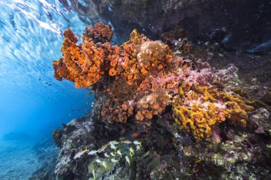 Karayip Denizi 'ndeki mercan resiflerinin turkuaz sularında deniz manzarası..