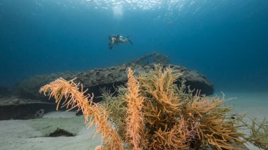 Karayip Denizi 'nde dalgıç ve mercan resifi