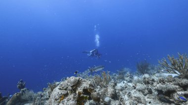 Karayip Denizi 'nde dalgıç