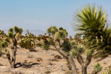Amerika 'nın batısında çöl ve kaktüs manzaralı manzara, Las Vegas, Nevada' nın kuzeybatısında.
