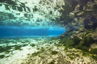 Three Sisters Springs, Crystal River, Florida, ABD 'deki sualtı manzarası