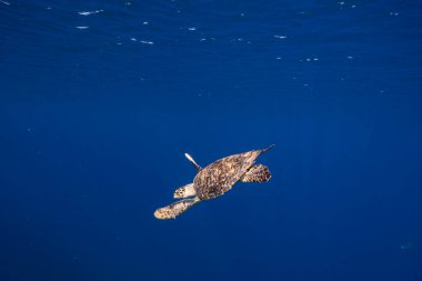 Curacao çevresinde Karayip Denizi 'nin sığ sularında Yeşil Deniz Kaplumbağası