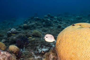 Karayip Denizi 'nin mercan kayalıklarında Grooved Brain Coral üretirken Kelebek Balığı ile deniz kabuğu, Curacao